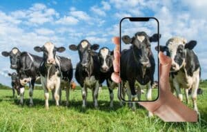 Averigüe el peso exacto de su mascota en su teléfono móvil