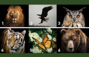 Descubre el animal que representa tu personalidad