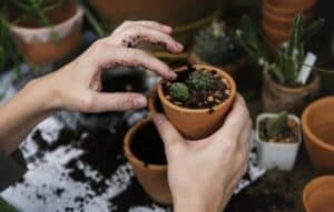 Consejos para Tener un Jardín de Ensueño