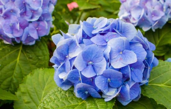 Descubre el Fascinante Mundo de las Plantas