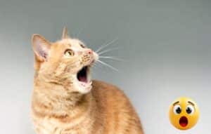 Top 5 Apps para Mejorar tu Bienestar y Relajación