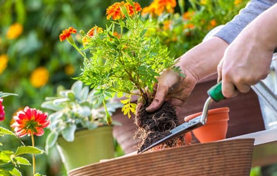 Aprende a Cuidar de tus Plantas con Planta