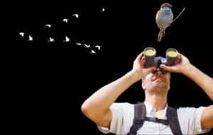 Herramientas digitales para identificar aves y conectar con la naturaleza