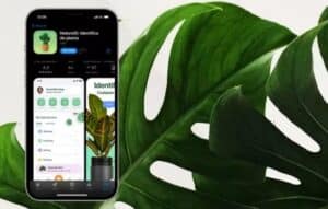 Conviértete en un experto en plantas con estas aplicaciones