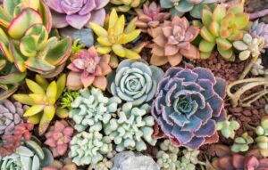 aplicaciones para identificar plantas