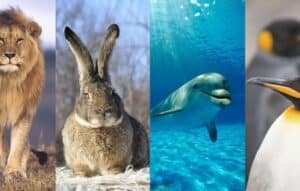 Descubre tu espíritu animal con Animal Face