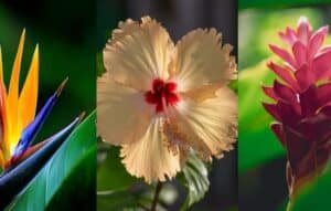 Explora la magia de la naturaleza