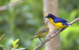 Identifica Aves Fácil