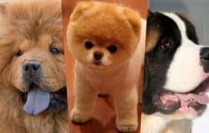 Perros adorables: ¡Descúbrelos!