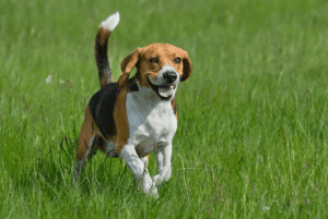 Encuentra Tu Compañero Peludo Ideal