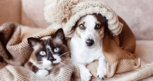 Mascota Encontrada al Instante