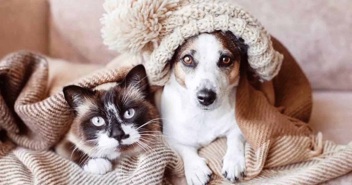 Mascota Encontrada al Instante
