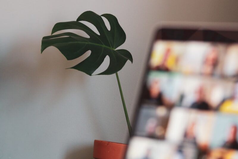 Aplicación para identificar plantas: guía rápida y fiable